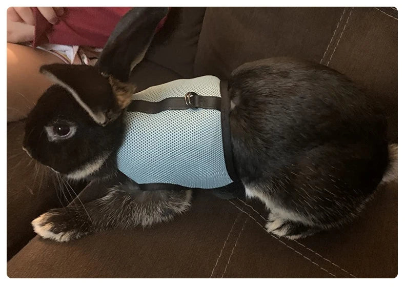 Harnais avec laisse pour lapins, furets, cochons d'Inde ou autres