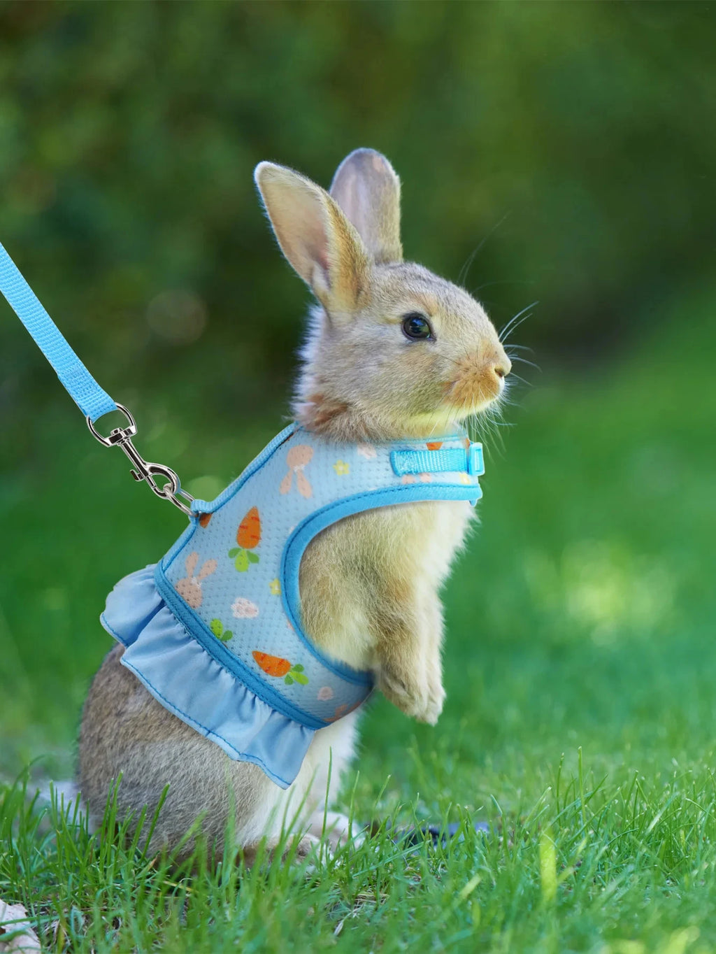 Harnais pour lapin avec laisse, boucle réglable, gilet et jupe en maille respirante - Autres